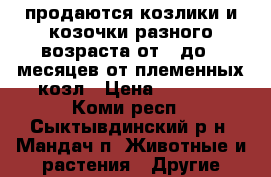 продаются козлики и козочки разного возраста от 3 до 7 месяцев от племенных козл › Цена ­ 5 000 - Коми респ., Сыктывдинский р-н, Мандач п. Животные и растения » Другие животные   